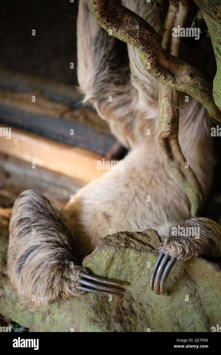 Nahaufnahme eines 3-Toed-Faultieres im Londoner Zoo. Stockfoto