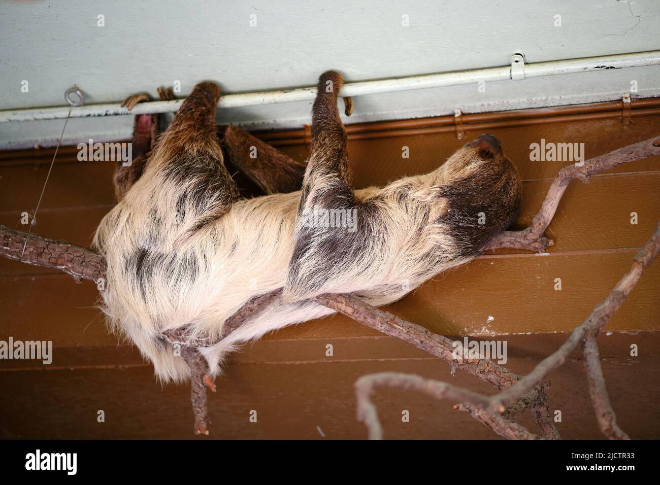 Nahaufnahme eines 3-Toed-Faultieres im Londoner Zoo. Stockfoto