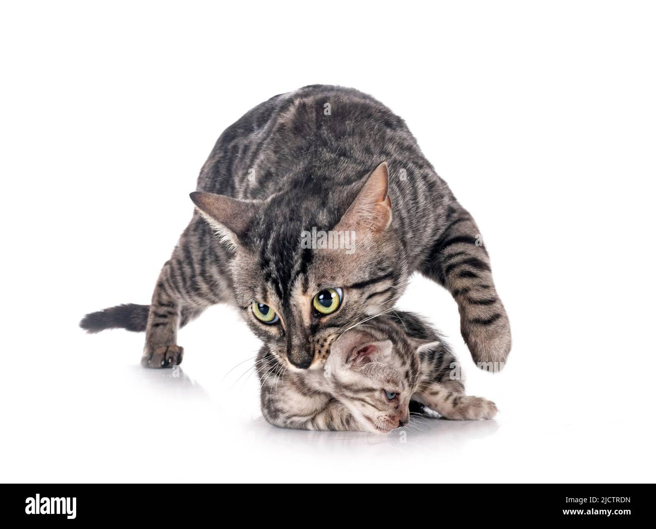 Bengal Katzen vor weißem Hintergrund Stockfoto