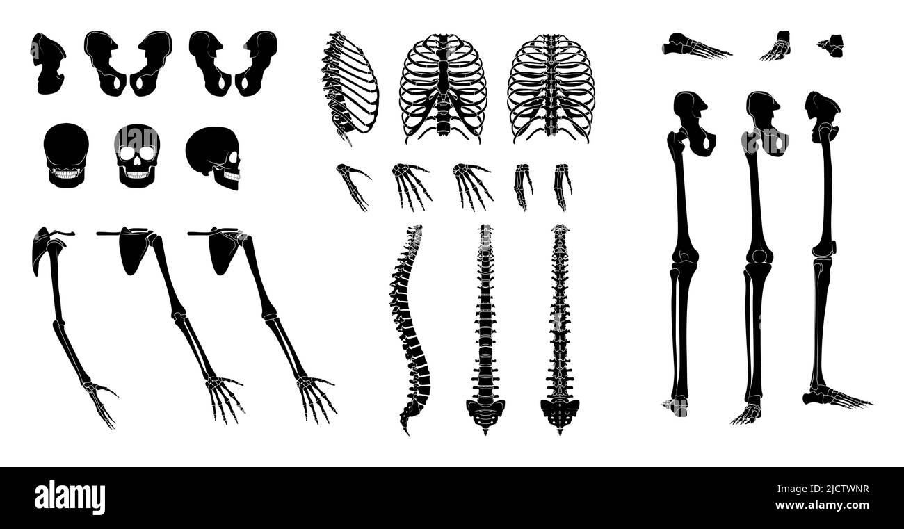 Set Skelett Silhouette menschliche Körperteile - Hände, Beine, Truhen, Köpfe, Wirbel, Becken, hinten vorne, Seitenansicht. Flaches schwarzes Farbkonzept Vektor-Illustration der Anatomie isoliert auf weißem Hintergrund Stock Vektor