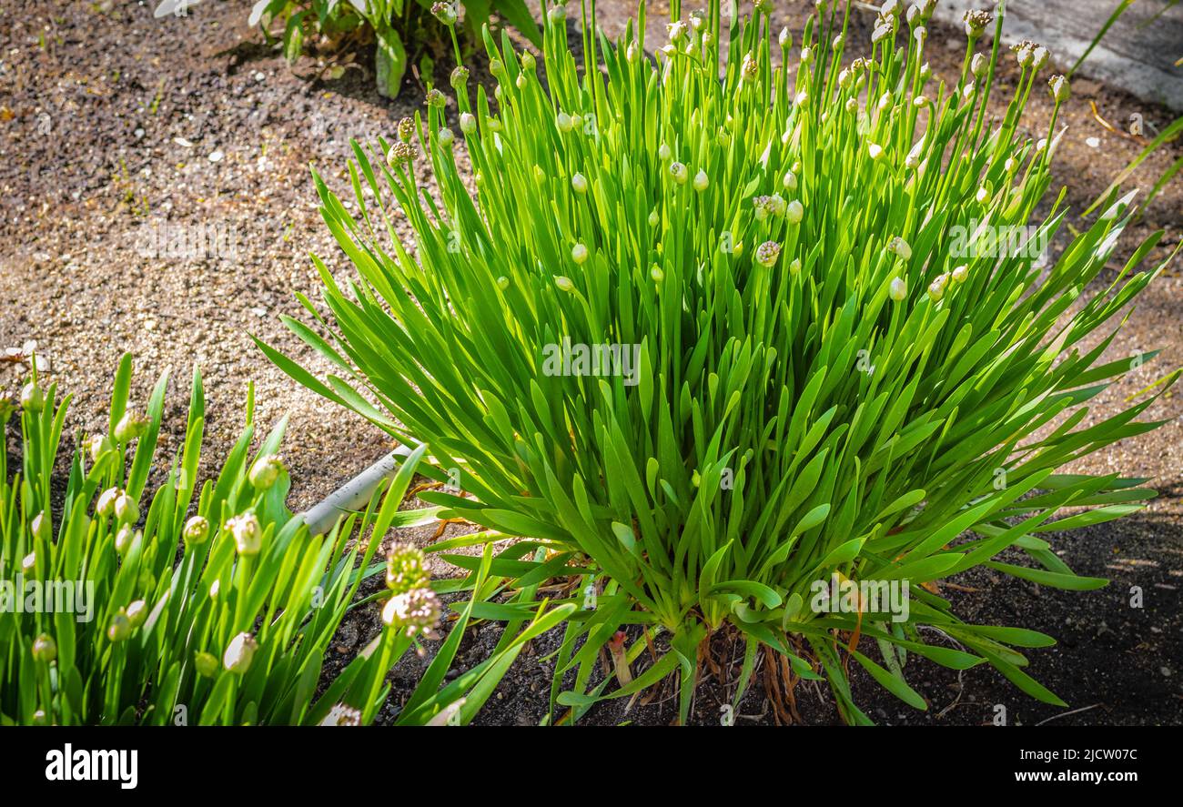 Knoblauch-Schnittlauch, der auf dem Boden wächst. Frischer und junger Schnittlauch in einem Frühlingsgarten. Straßenfoto, Niemand, selektiver Fokus Stockfoto