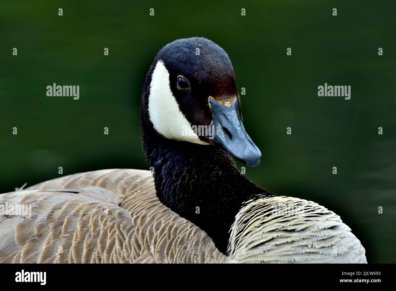 Eine Kanadagans „Branta canadensis“, die sich auf einem See im ländlichen Alberta Canada ausruhen. Stockfoto