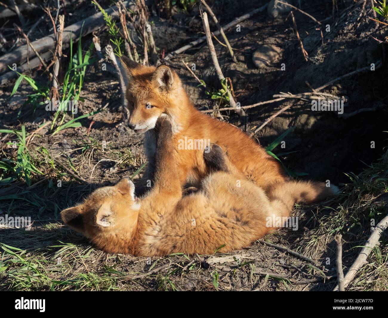 Rotfuchs Kits spielen Stockfoto