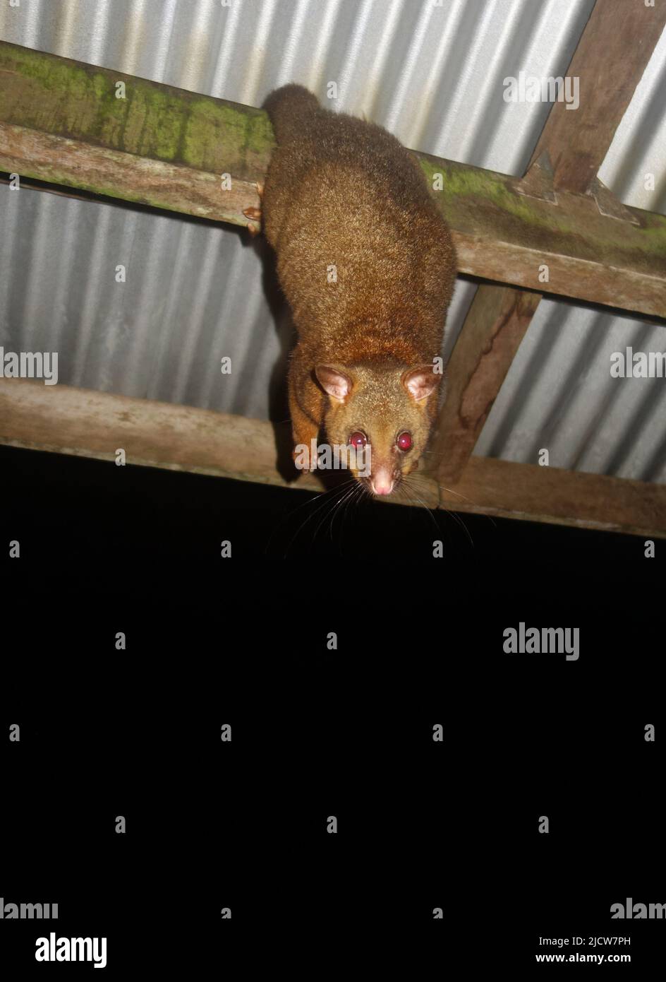 Neugieriger kupferfarbener Buschschwanz-Possum (Trichosurus johnstonii), der vom Hüttendach im Possum Valley, in der Nähe von Ravenshoe, Queensland, Australien, hängt Stockfoto