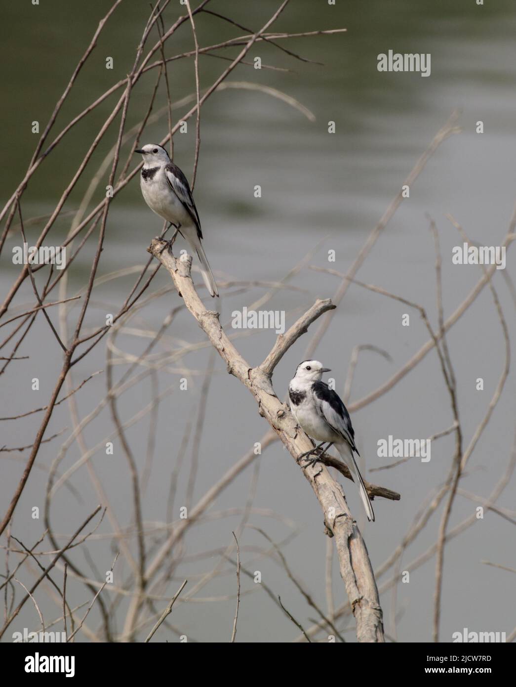 Die weiße Bachstelze ist ein kleiner Singvögel aus der Familie der Motacillidae, zu der auch Pipits und Langkrallen gehören. Stockfoto