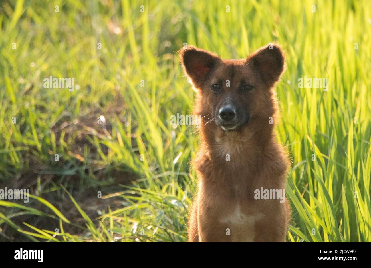 Ein Hund im Feld Stockfoto