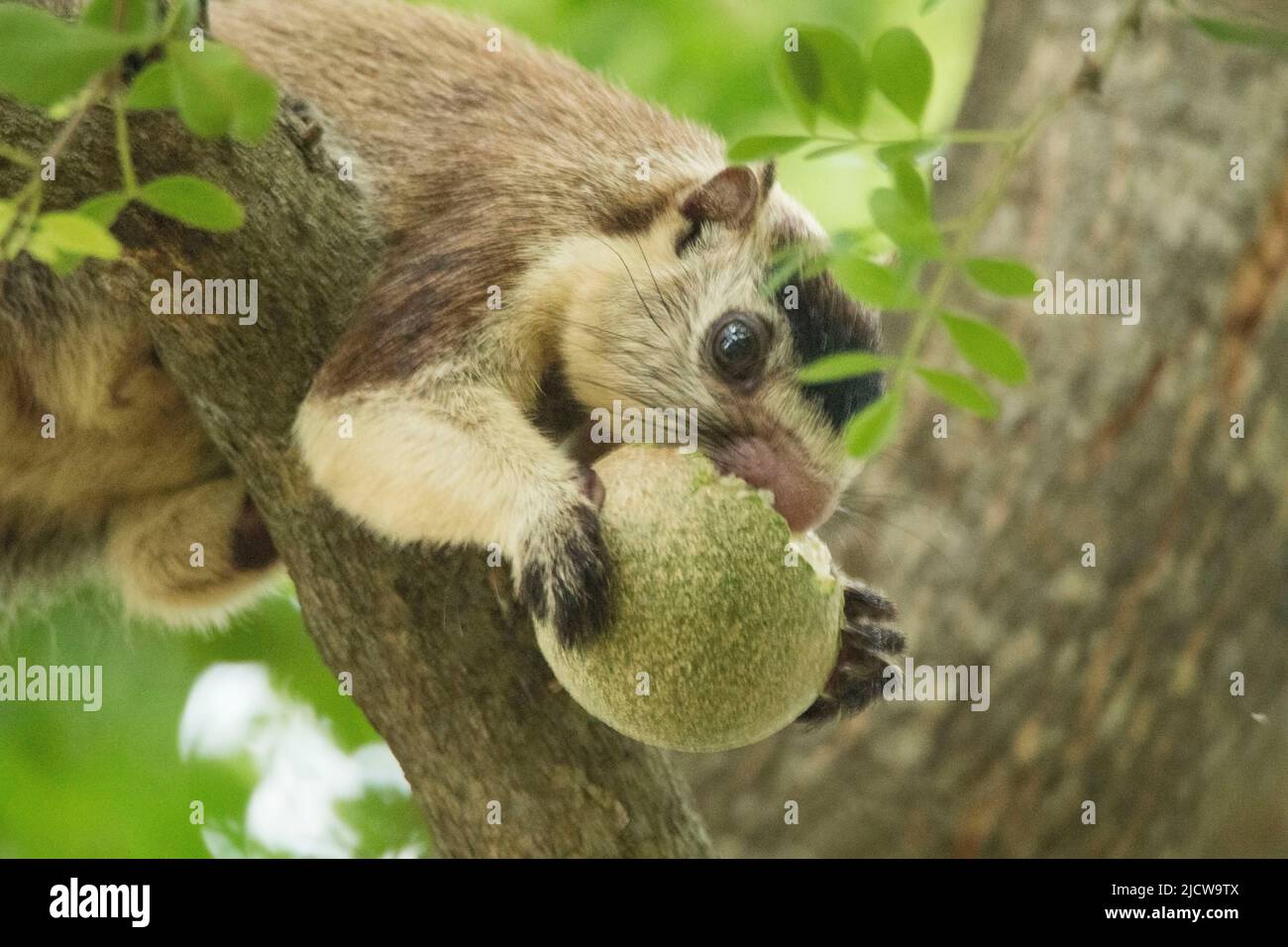 Gaunt Squirrel, das Nationaltier von Sri Lanka Stockfoto