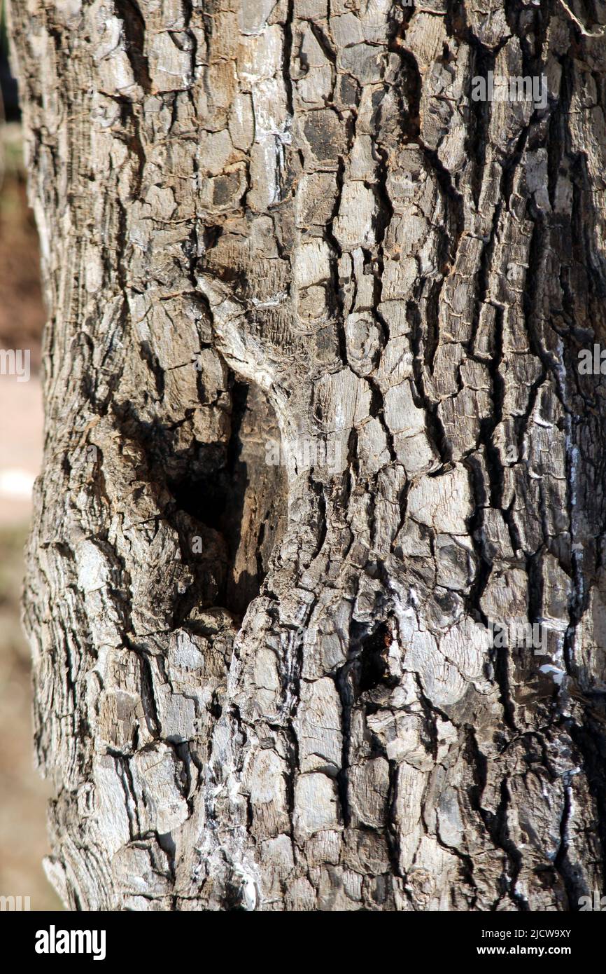 Struktur der Baumrinde, die sich aufschmiegt. Die raue Haut eines alten Baumes Stockfoto