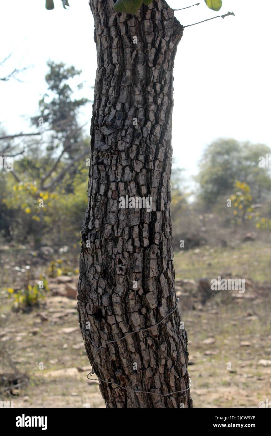 Struktur der Baumrinde, die sich aufschmiegt. Die raue Haut eines alten Baumes Stockfoto
