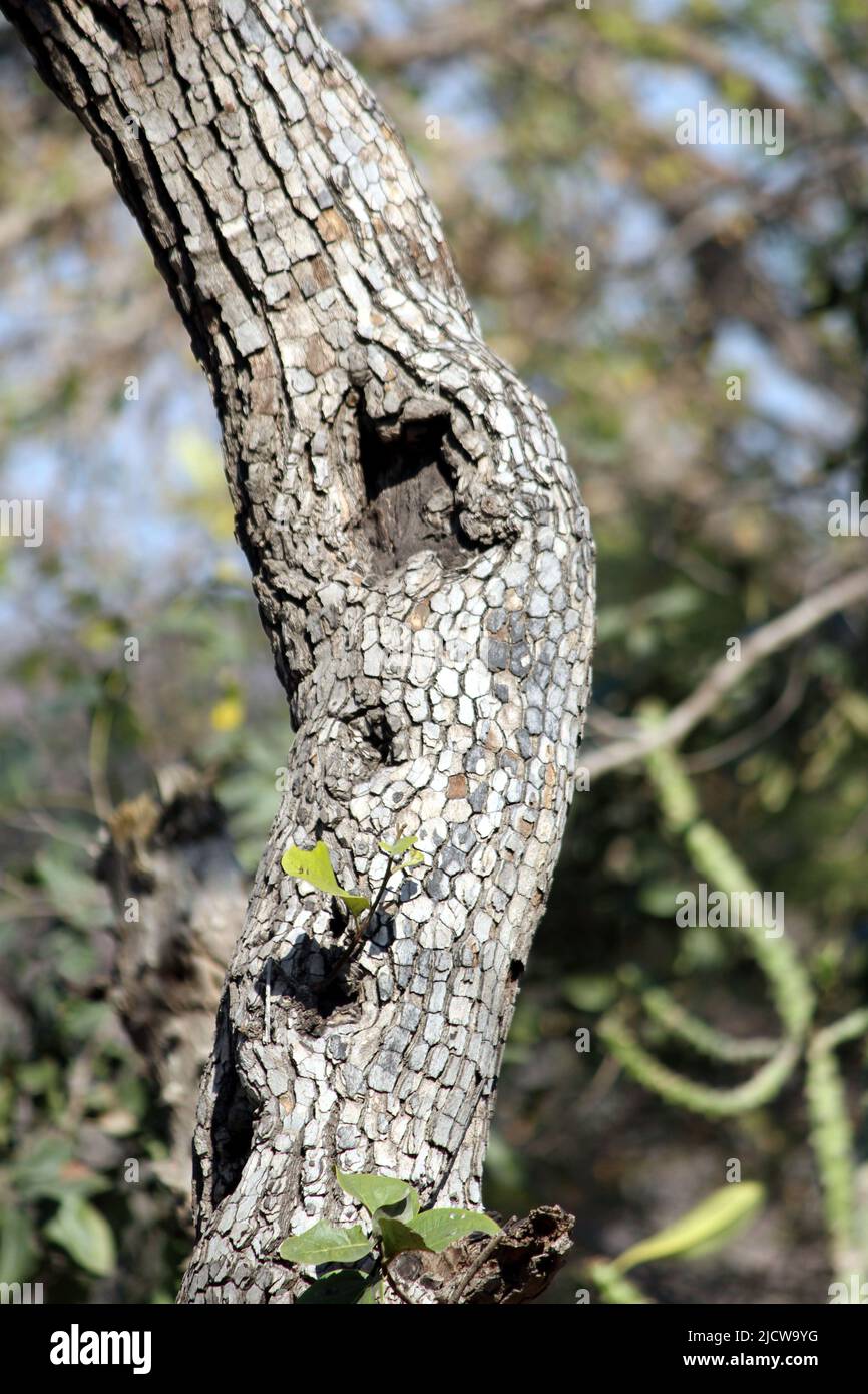 Struktur der Baumrinde, die sich aufschmiegt. Die raue Haut eines alten Baumes Stockfoto