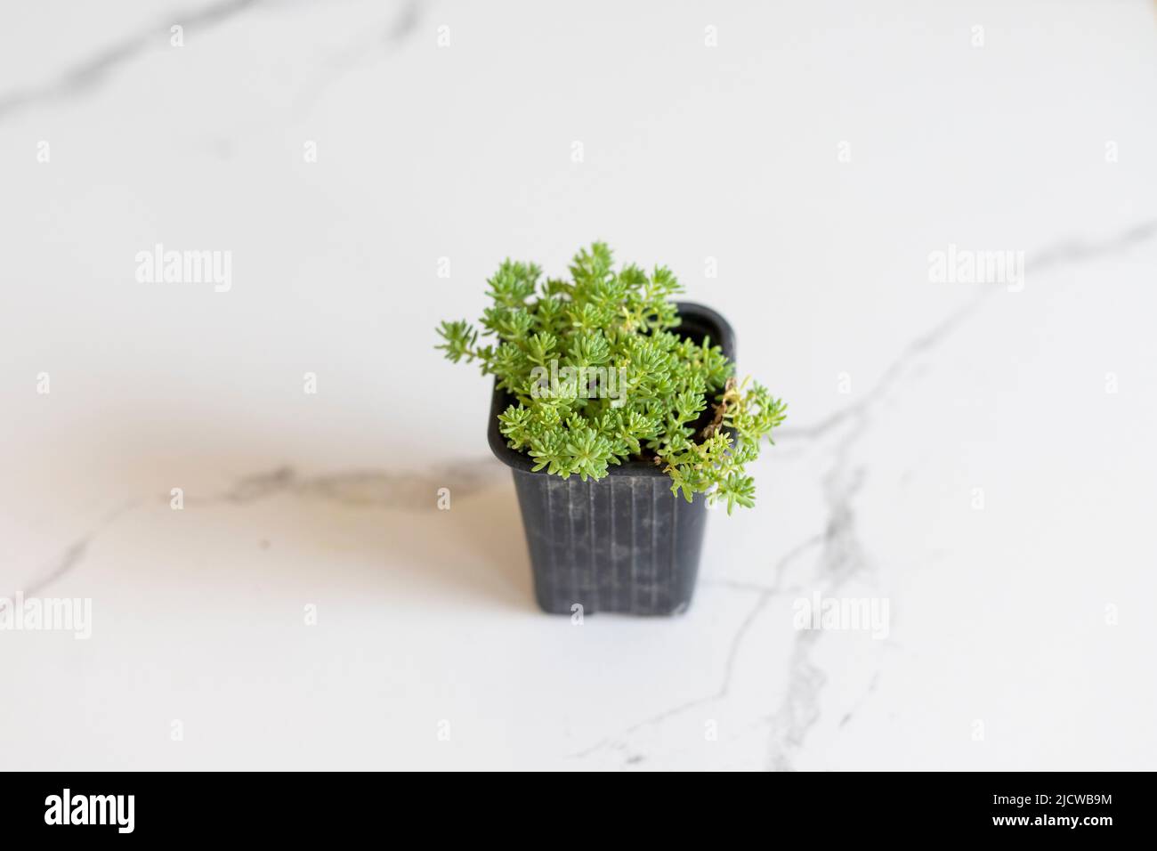 Grüne Sedum Sukulente Pflanze in einem kleinen Topf Stockfoto