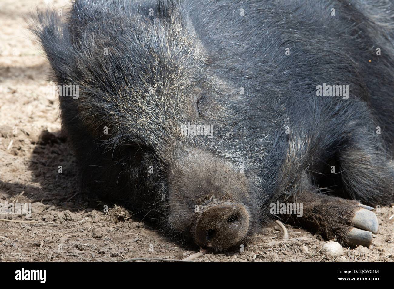 Nahaufnahme eines einzelnen Wildschweines (Sus scrofa) mit schmutziger Nase Stockfoto