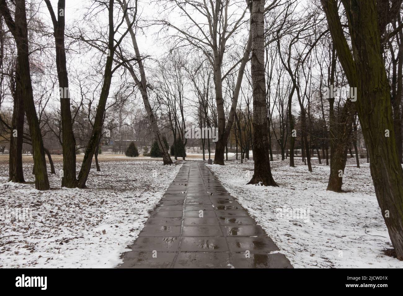 Schnee bedeckt den Wald in Babi Jar ein Ort von Massakern, die von deutschen Truppen und lokalen ukrainischen Kollaborateuren während ihres Feldzugs gegen die Sowjetunion im Zweiten Weltkrieg in den Vororten der ukrainischen Hauptstadt Kiew durchgeführt wurden Stockfoto