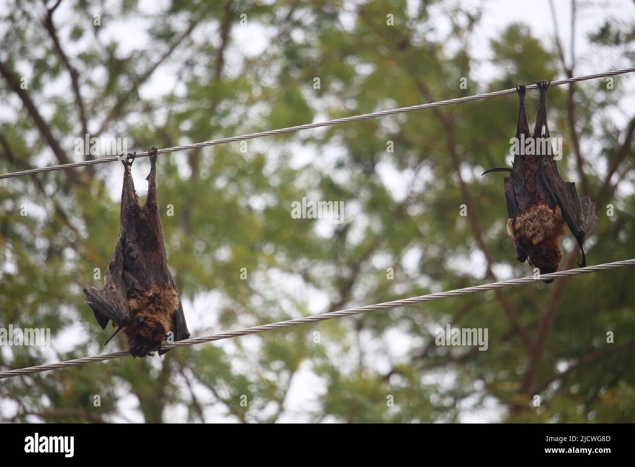 Zwei Fledermäuse starben bei dem Stromschlag. Stockfoto