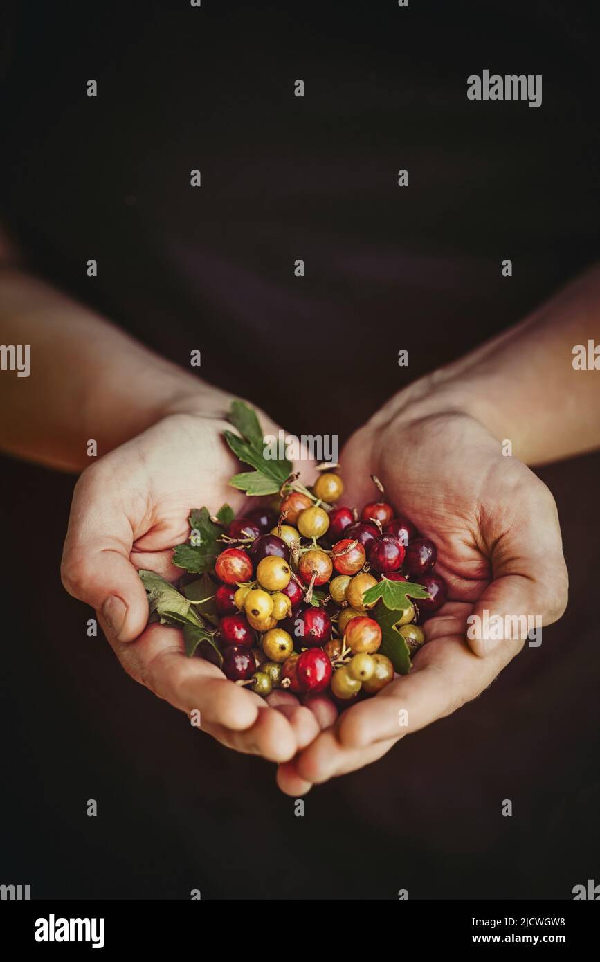 Viele reife, mehrfarbige Beeren in den Händen einer Frau, vor dem Hintergrund einer dunklen Schürze. Landwirtschaft und Ernte Bild, Lebensstil Vitamin C Stockfoto