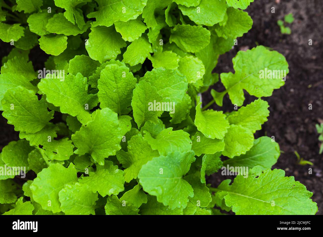 Grüne Blätter von Brassica juncea wachsen im Garten, Draufsicht. Makrofoto mit selektivem Weichfokus Stockfoto