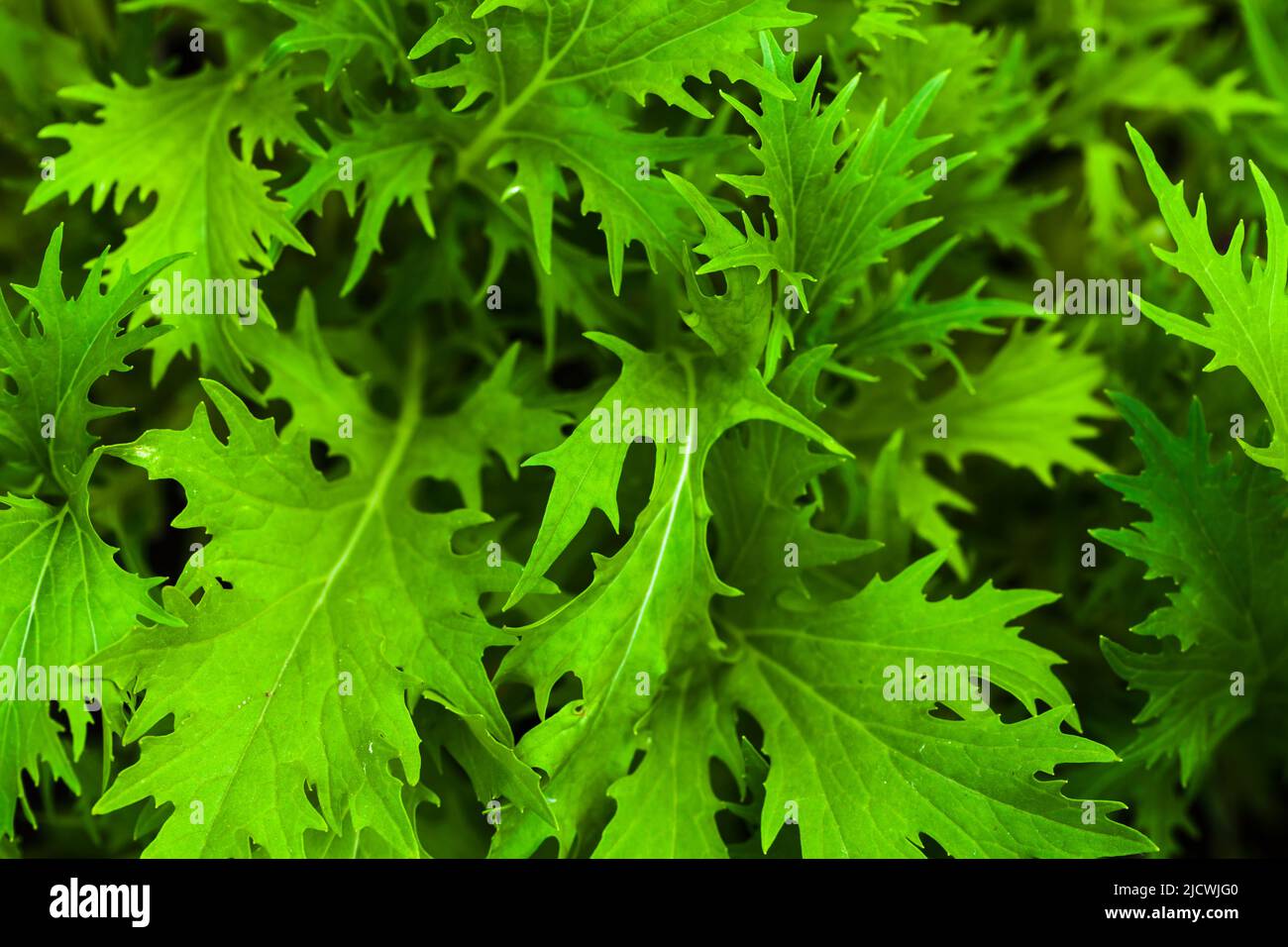 Brassica juncea grüne Blätter des Wachstums im Garten, Draufsicht. Makrofoto mit selektivem Weichfokus Stockfoto