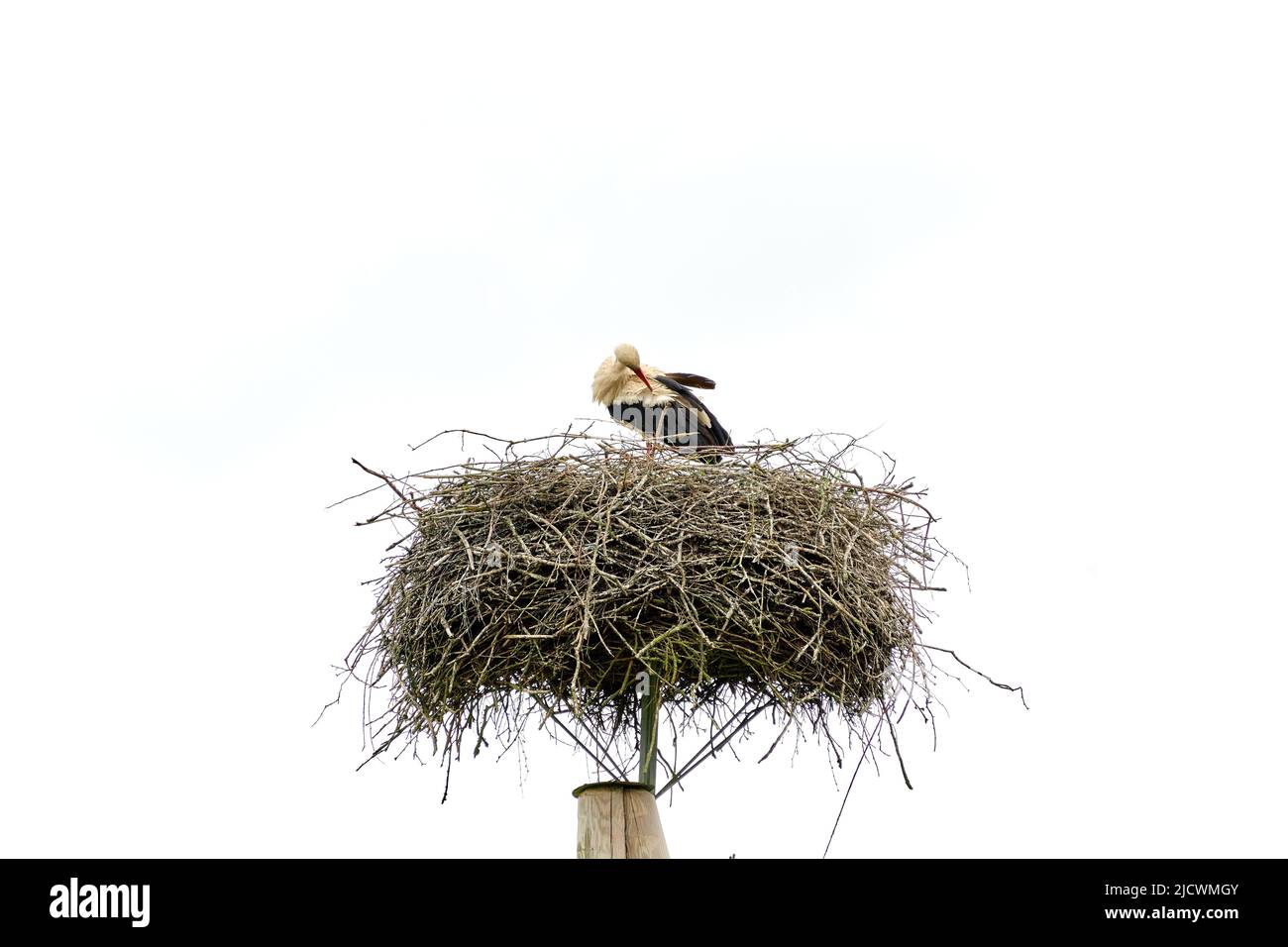 Storch Vogel im Nest auf Pfosten Reinigung Federn isoliert auf weißem Himmel Stockfoto