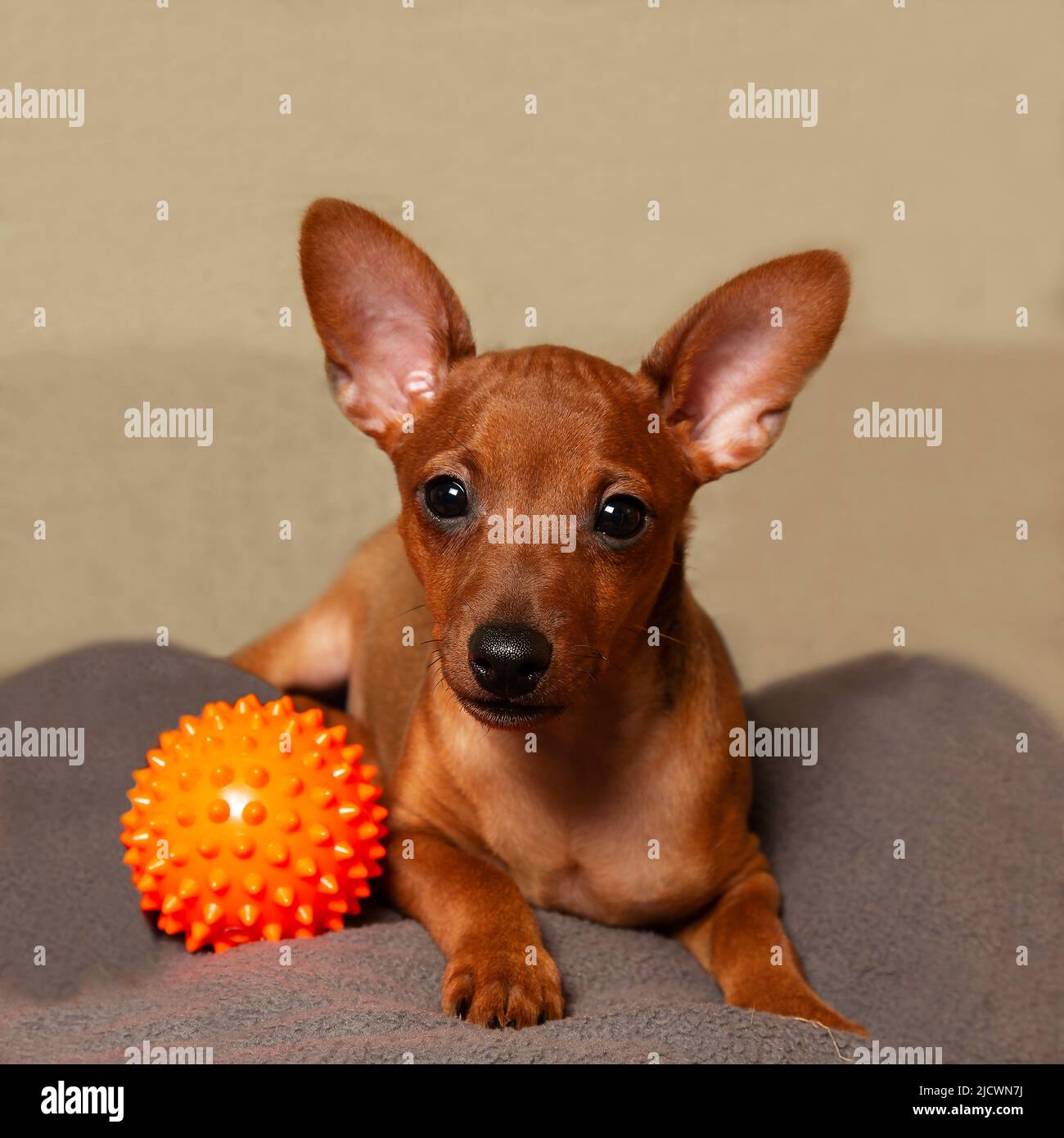 Ein verspielter Welpe mit einem Ball. Ein Miniatur-Pinscher-Welpe und ein Hundespielzeug. Stockfoto