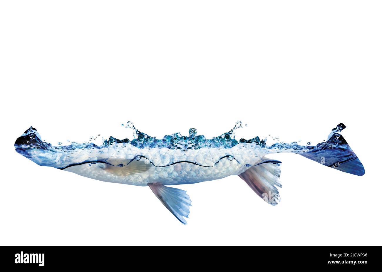 Fischschnur. Manipulation von Fischen und Wasser. Mit Beschneidungspfad. Energiesparendes Wasser. Stockfoto