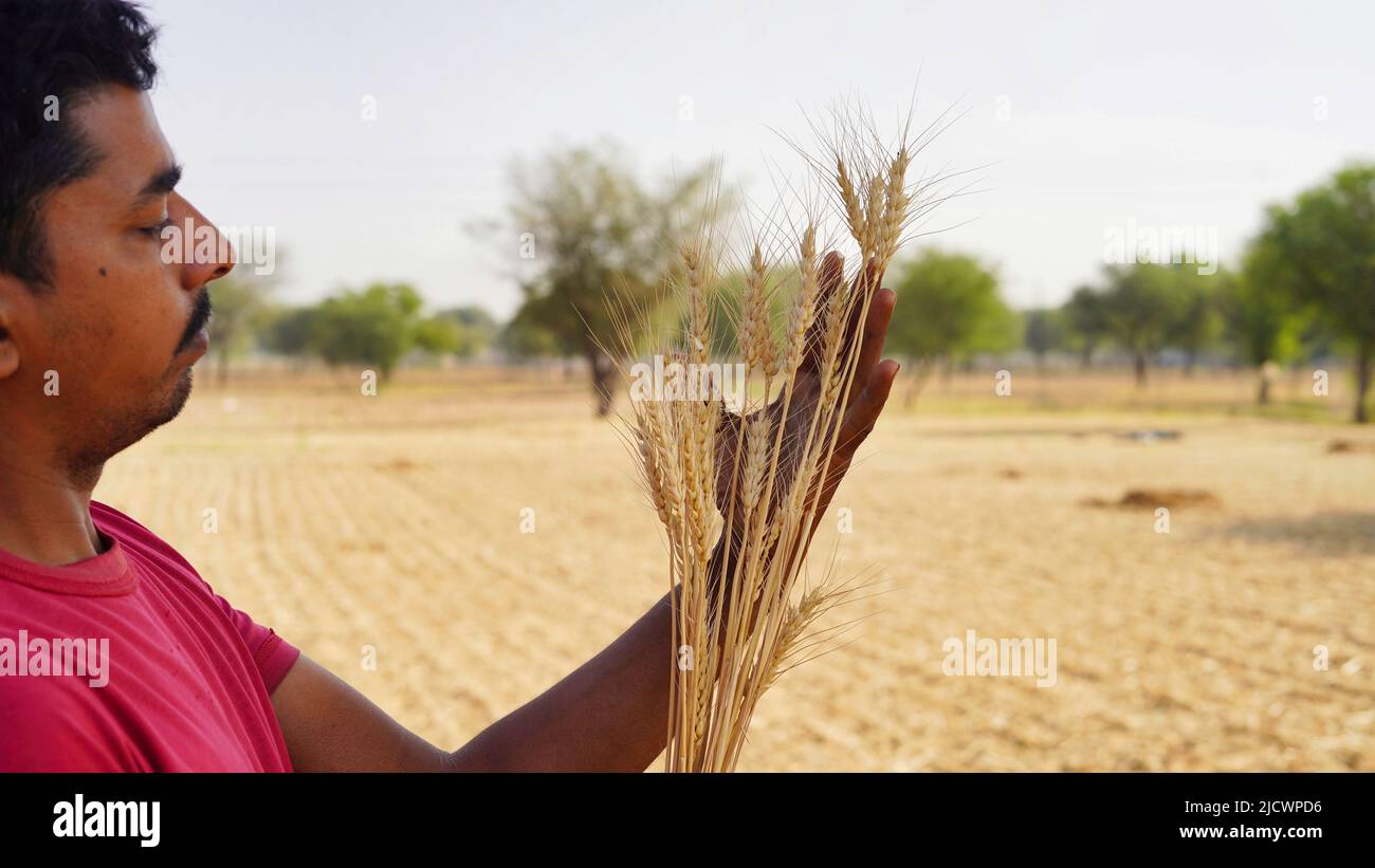 Goldene Ähren aus Weizen in der Hand eines Bauern auf einem Sommerfeld. Landwirtschaft, Getreide und Erntekonzept. Die weltweite Weizen-, Getreide- und Nahrungsmittelkrise Stockfoto