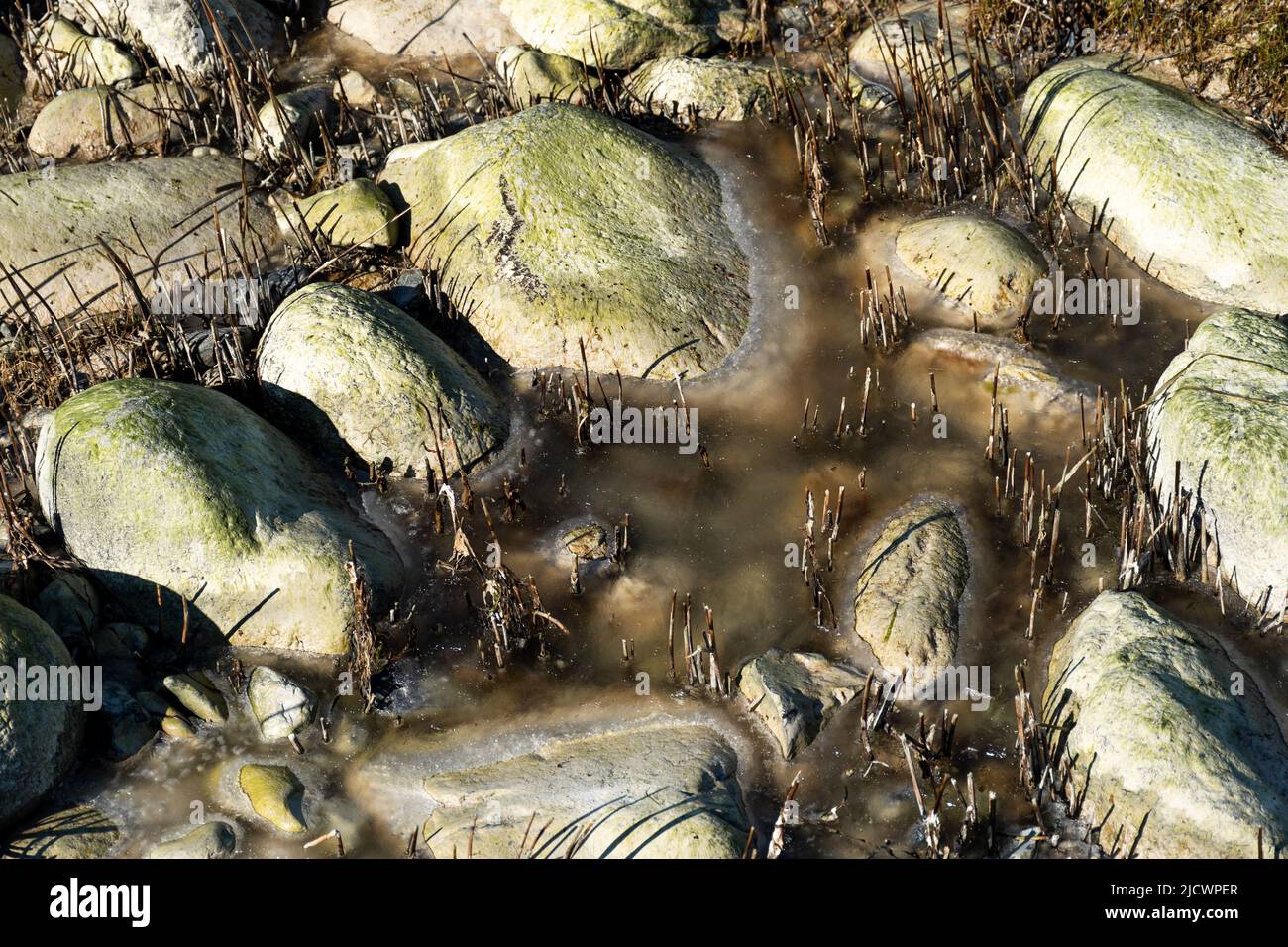 Algenbedeckte Felsen am Strand. Das Wasser zwischen den Steinen ist noch leicht gefroren Stockfoto