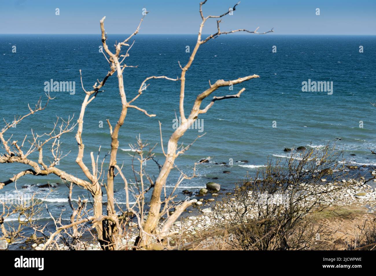 Blick auf die Ostsee, mit verwelkten Pflanzen im Vordergrund Stockfoto