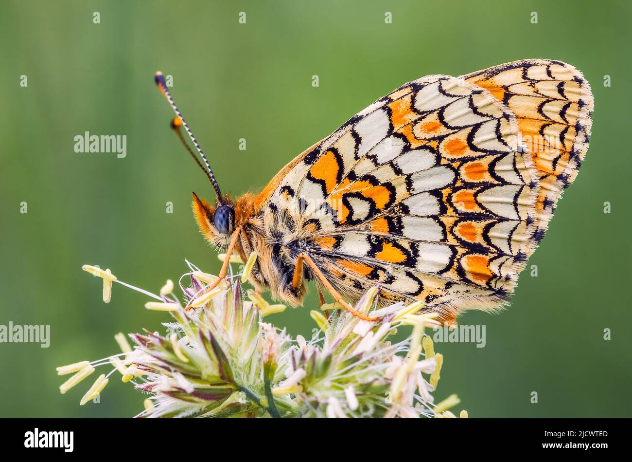 Schmetterling, Knapweed Fritillary - Melitaea phoebe, Nahaufnahme Stockfoto