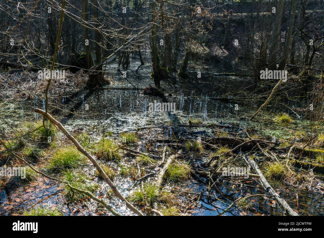 Blick auf eine unberührte Moorlandschaft Stockfoto