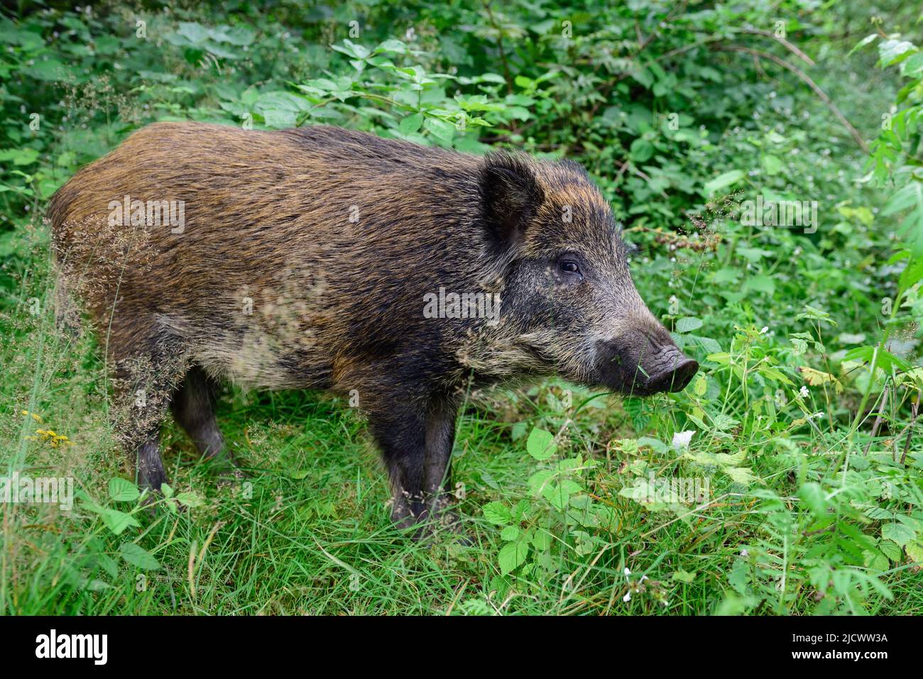 Wildschwein Jungtier auf NahrungssSuche im Wald, Sommer, niedersachsen, (sus scrofa), deutschland Stockfoto