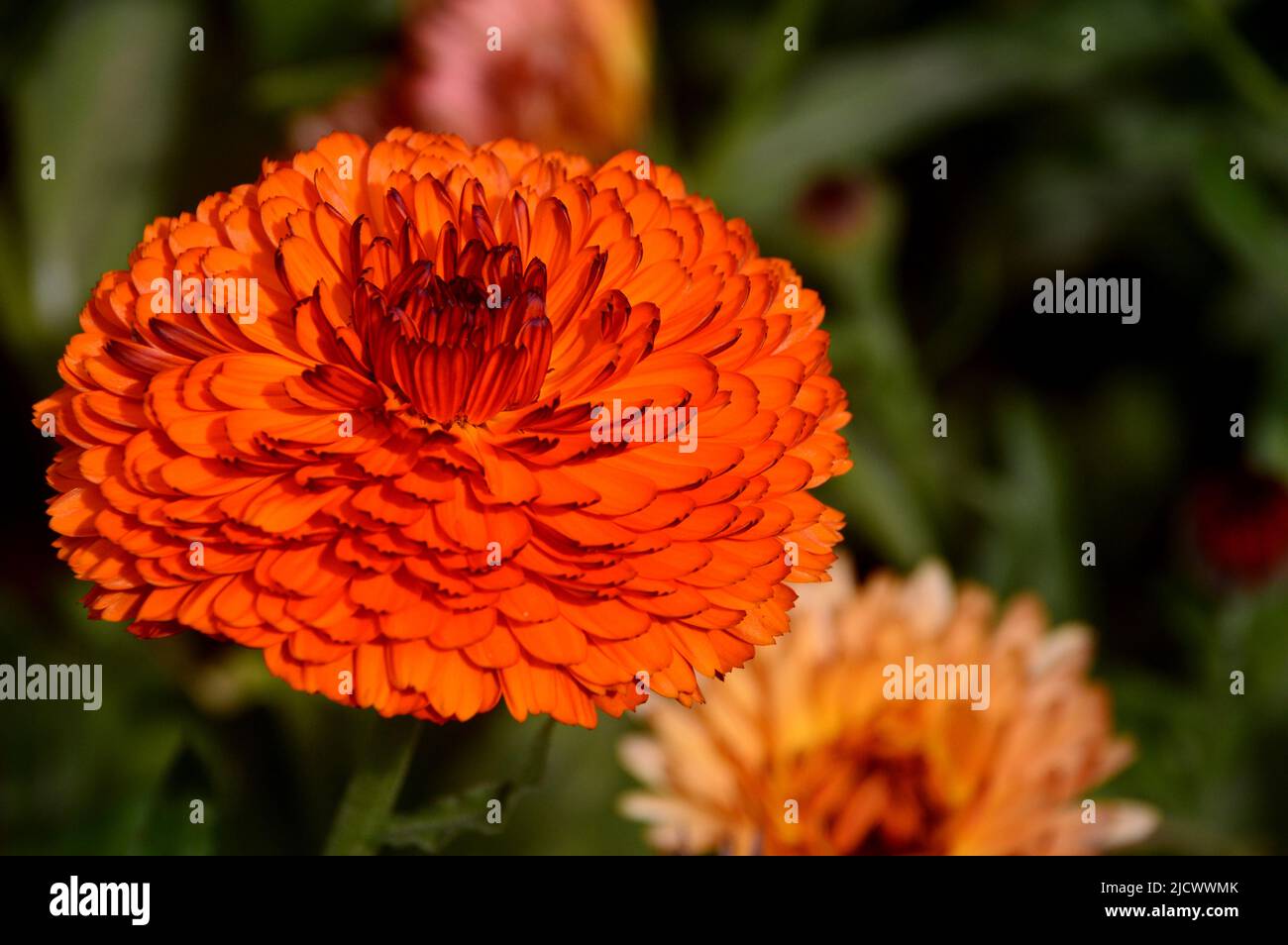 Ringelblume Calendula Officinalis 'Neon'-Blume mit einem einzigen orangefarbenen Doppeltopf, angebaut im RHS Garden Harlow Carr, Harrogate, Yorkshire, England, Großbritannien Stockfoto