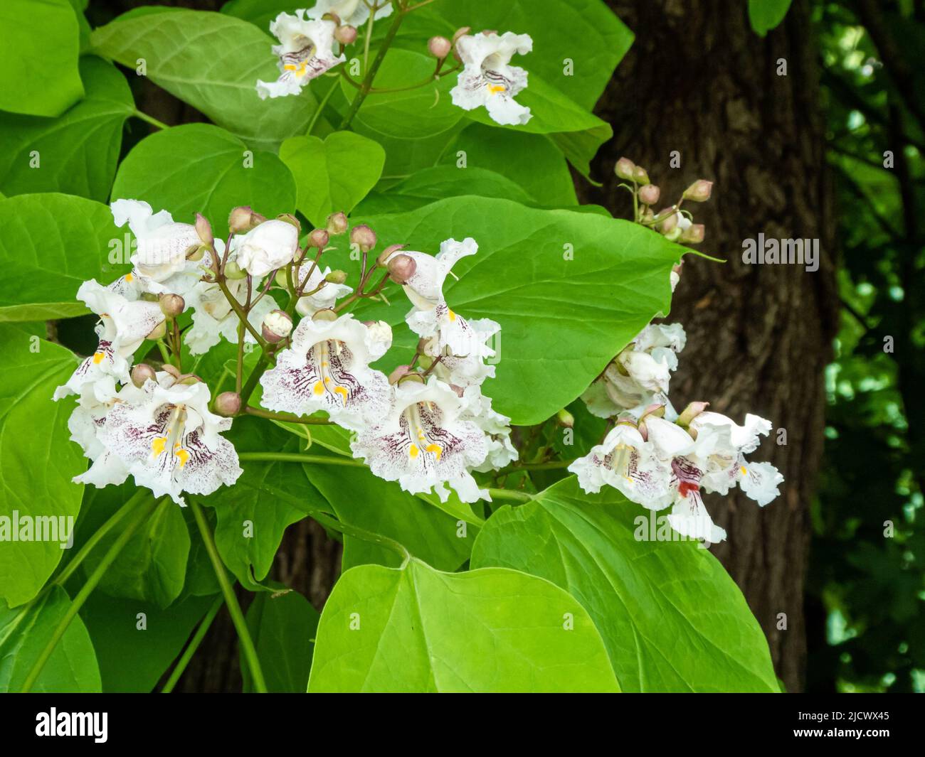 Blüten des indischen Bohnenbaums (Catalpa bignonioides), auch bekannt als südlicher Catalpa oder Zigarrbaum Stockfoto