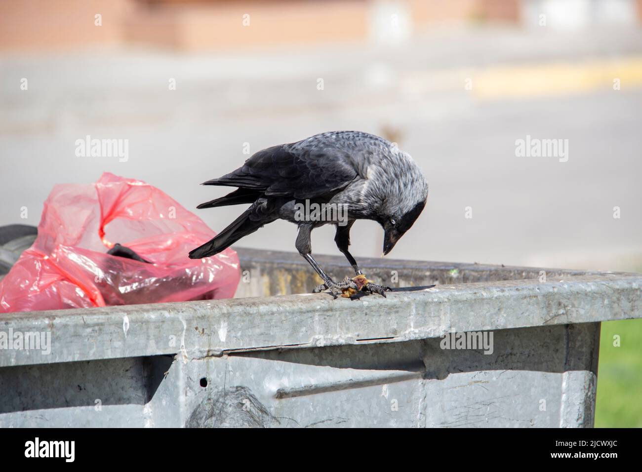 Eine Dohle sitzt auf dem metallenen Mülltonnenmüll und hält etwas in den Pfoten. Die Vogeljackdaw sitzt auf dem Müllcontainer Stockfoto