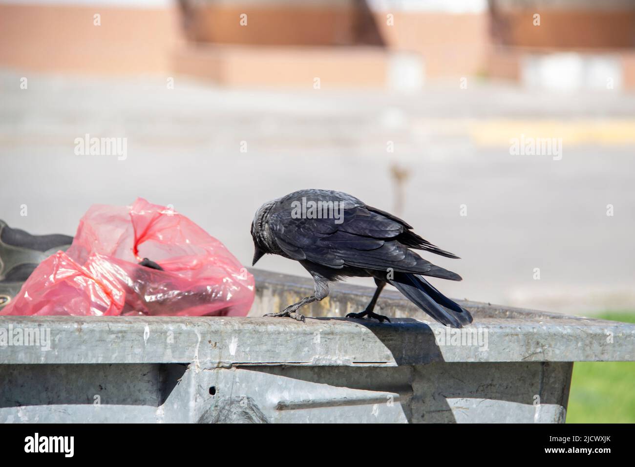 Eine Dohle sitzt auf dem metallenen Mülltonnenmüll und hält etwas in den Pfoten. Die Vogeljackdaw sitzt auf dem Müllcontainer Stockfoto