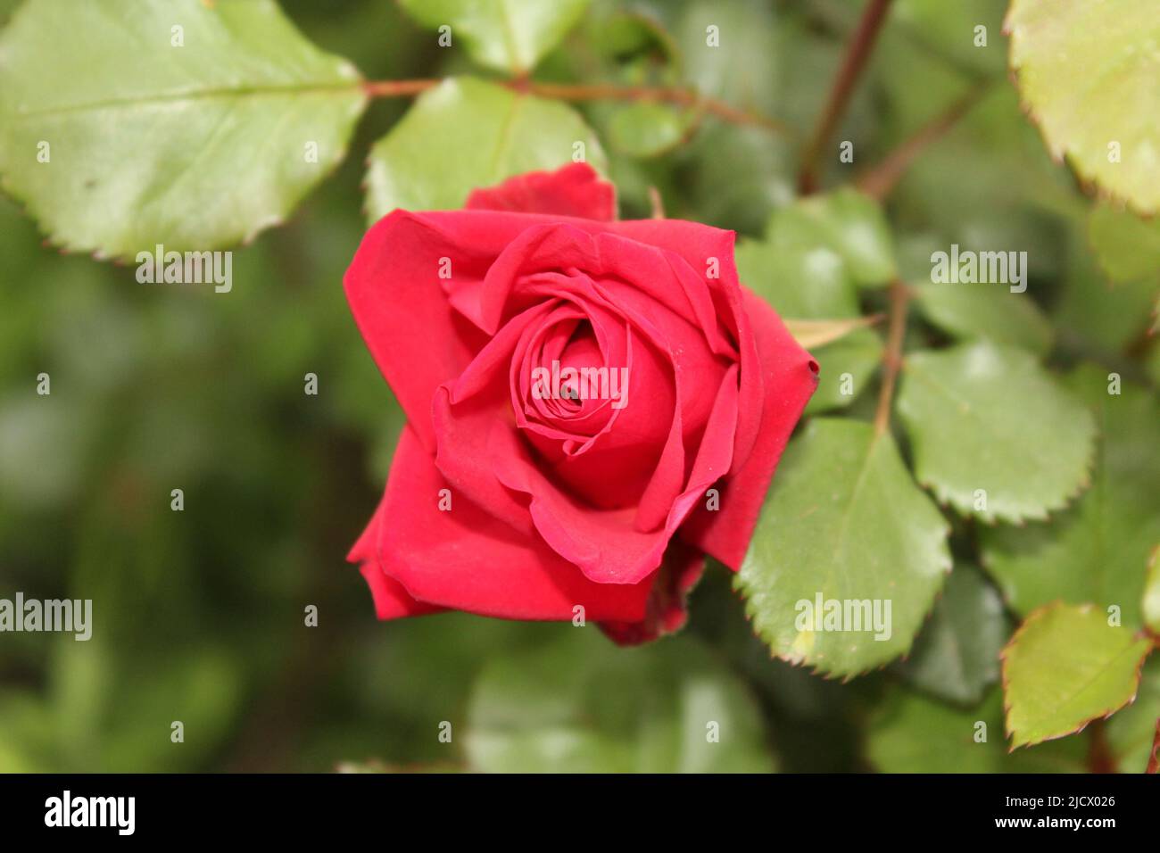 Schöne rote Blume in Ourika Tal Marokko Stockfoto