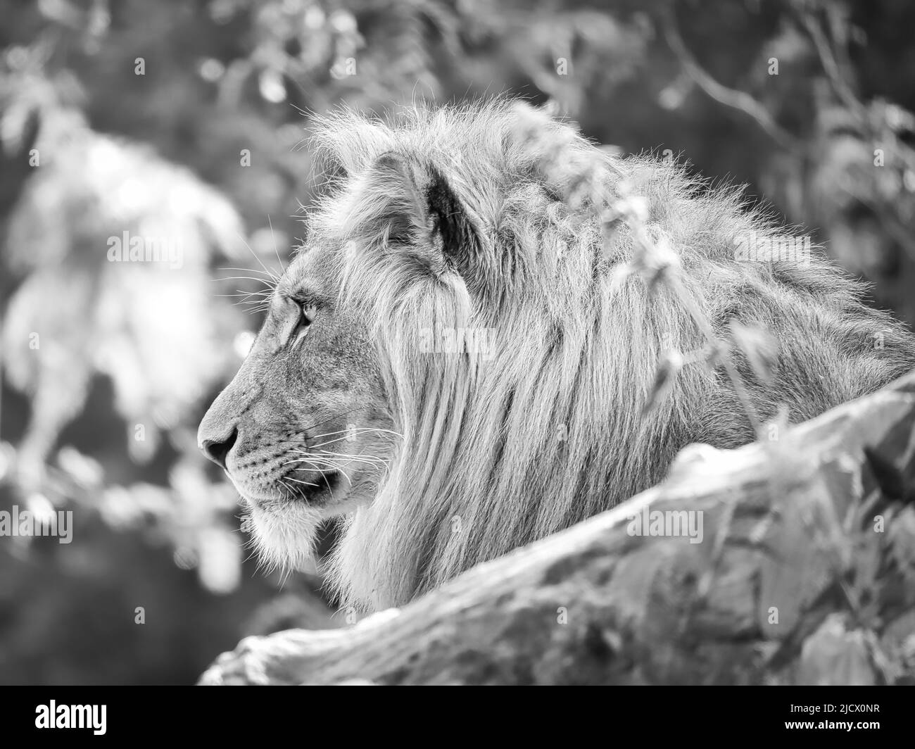 Löwe in schwarz und weiß mit schöner Mähne auf einem Felsen liegend. Entspanntes Raubtier. Tierfoto der großen Katze. Stockfoto