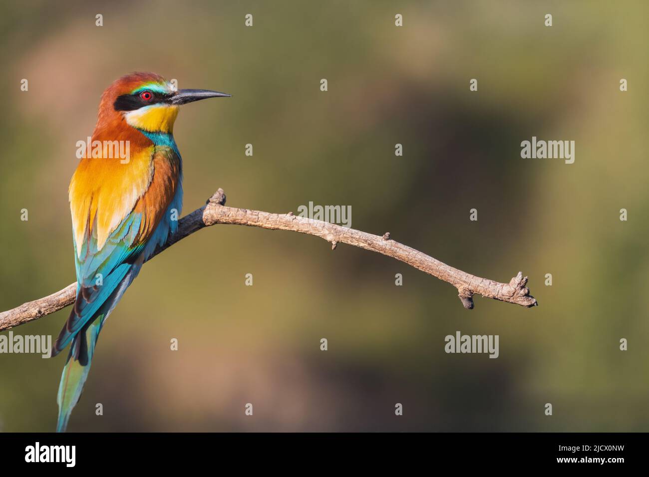 Heller Paradiesvogelzweig auf einem Ast bei Sonnenaufgang Stockfoto