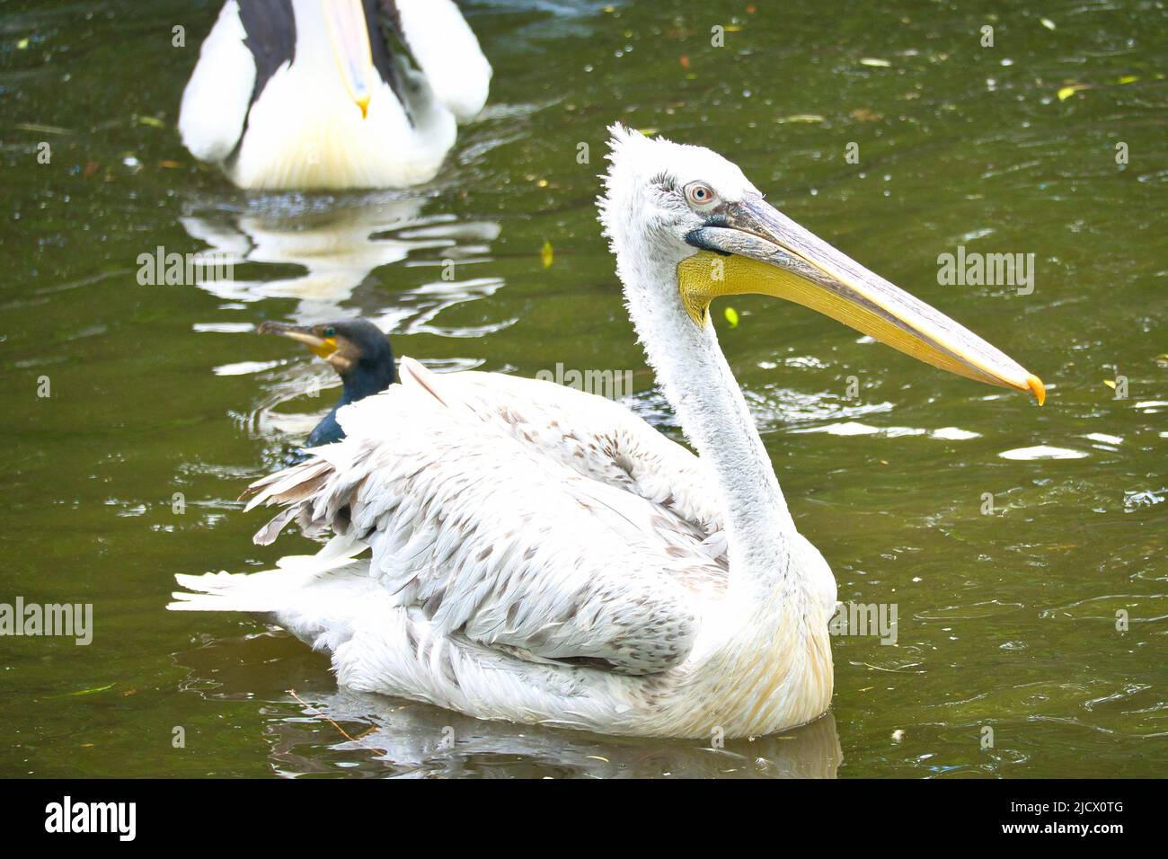Pelikan schwimmt im Wasser. Weißes Gefieder, großer Schnabel, in einem großen Meeresvögel. Tierfoto Stockfoto
