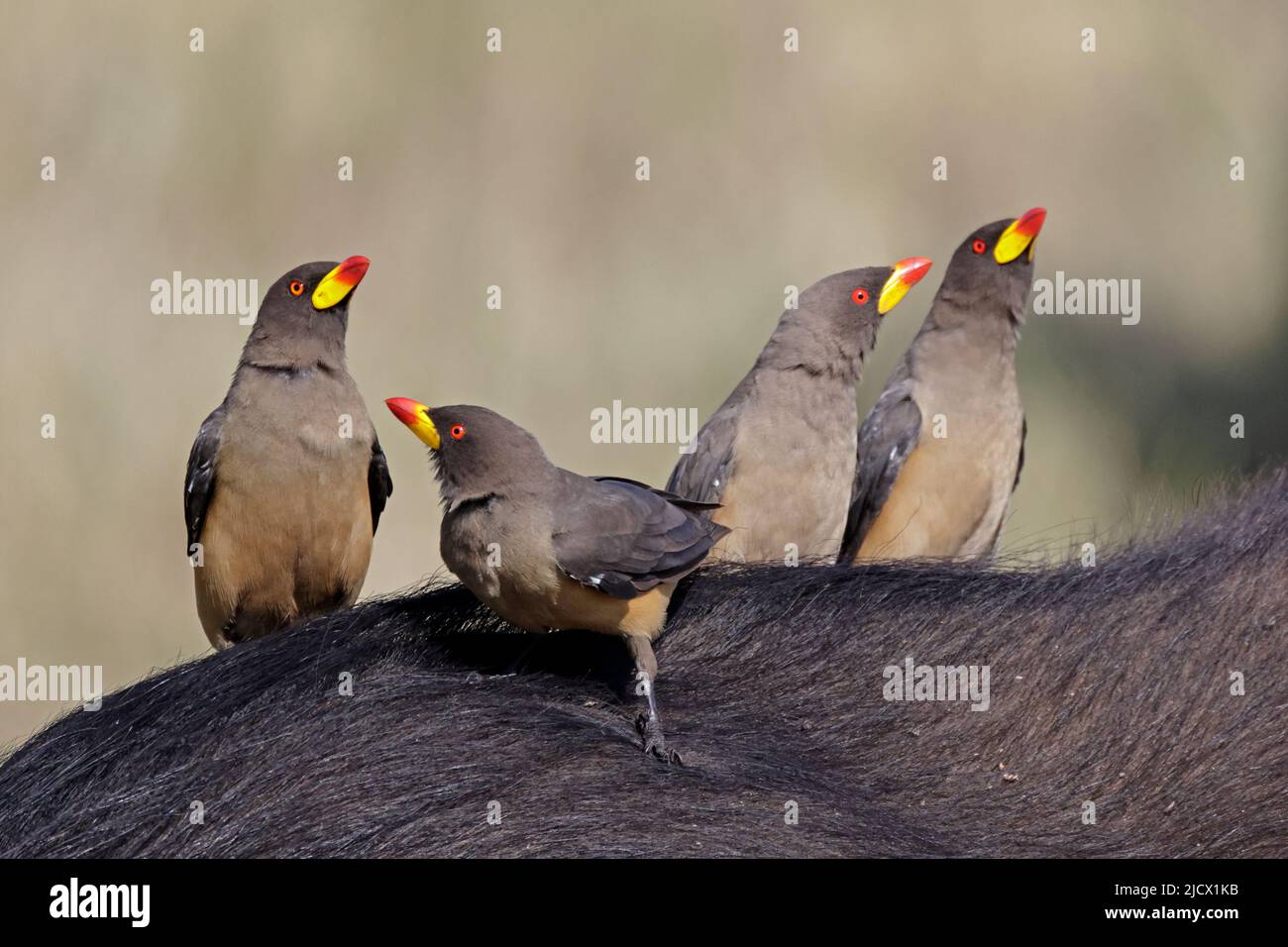 Yellow-billed Oxpeckers auf der Rückseite eines Kapbüffels im Chobe National Park Botswana Stockfoto