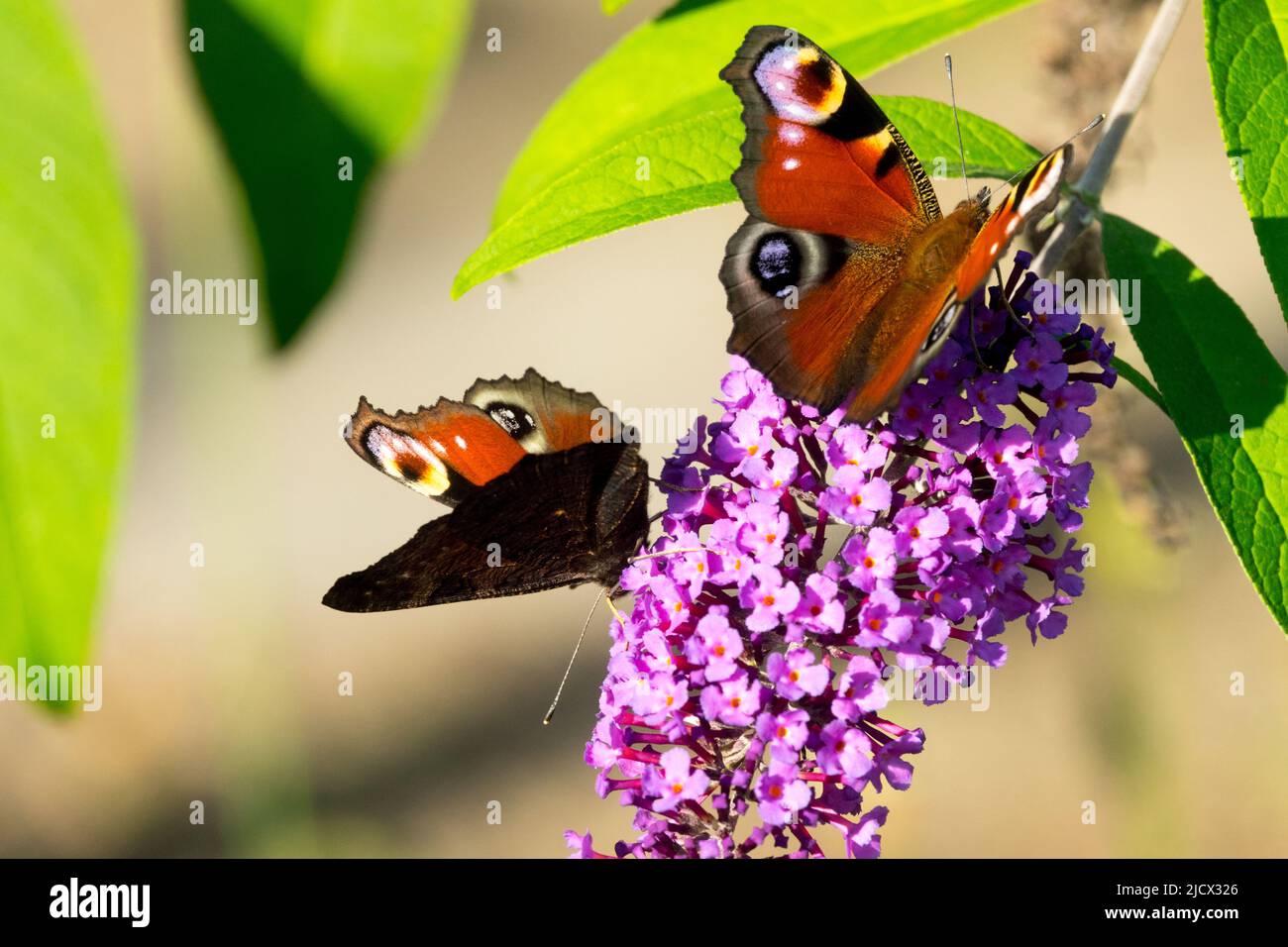 Pfauenschmetterling, zwei Schmetterlinge Nahaufnahme Fütterung auf Sommer Flieder Buddleia Schmetterling auf Blume, Aglais io Butterfly Inachis io Wings Augen Stockfoto
