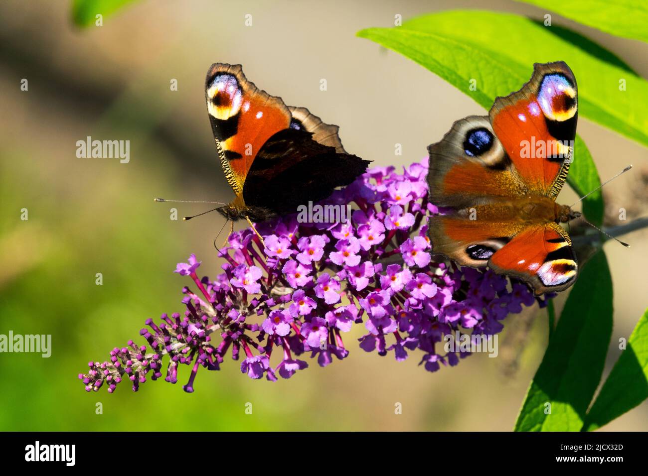 Zwei, Schmetterlinge, Schmetterling, Inachis io, Aglais io, Schmetterling auf Buddleja, Blüten-Buddleja-Schmetterlinge Stockfoto