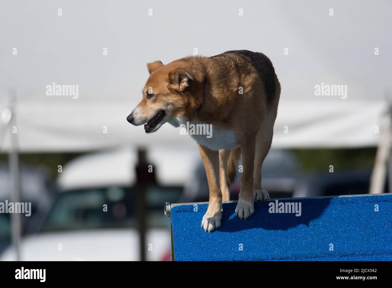 Agility Dog, der während eines Agility-Wettkampfs auf einem Rahmenhindernis steht Stockfoto
