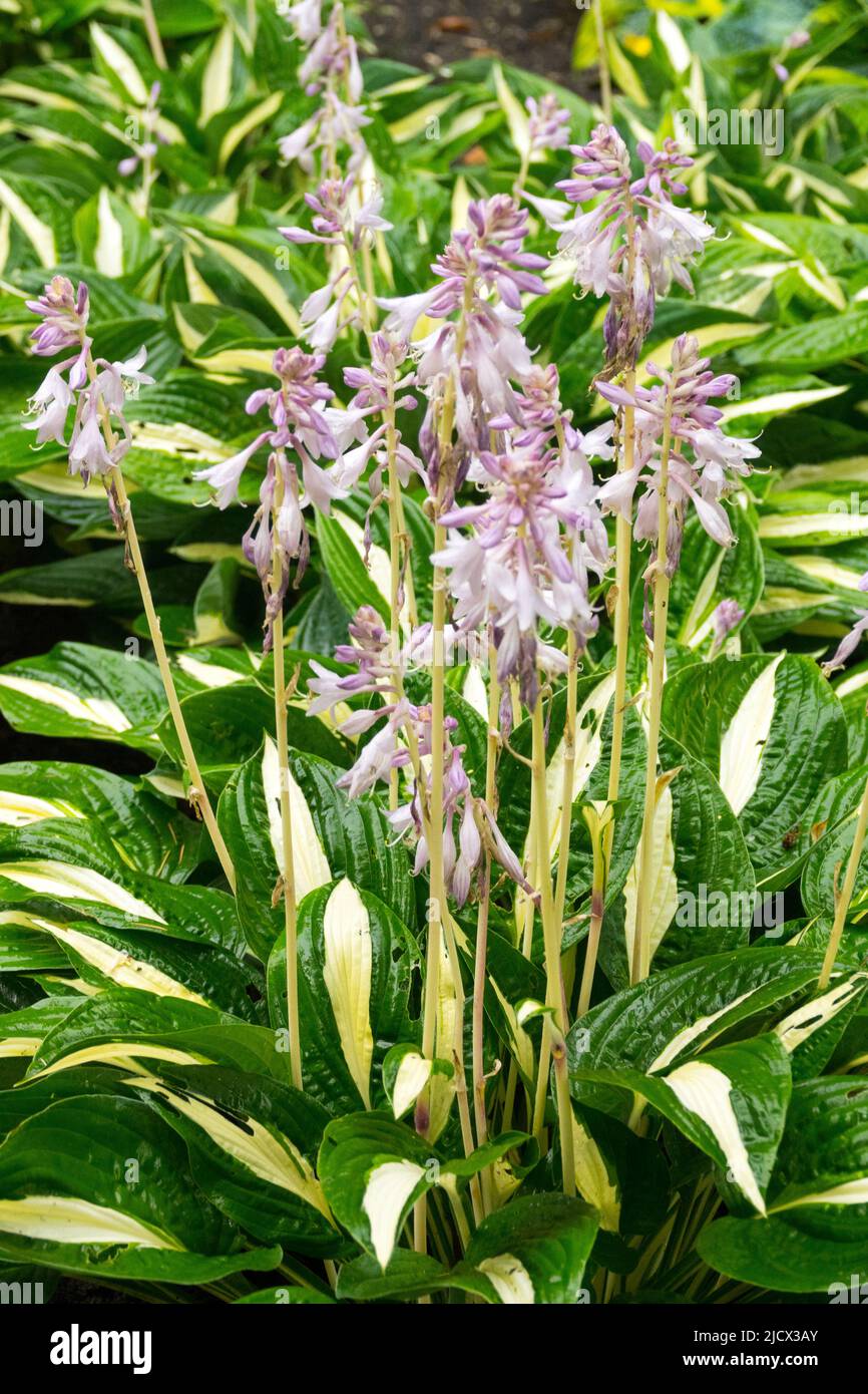 Garten, Hosta, Bananen Lilie, Edge, Hostas, Blätter Grenze, Blumen, Funkie, Blüte Stockfoto