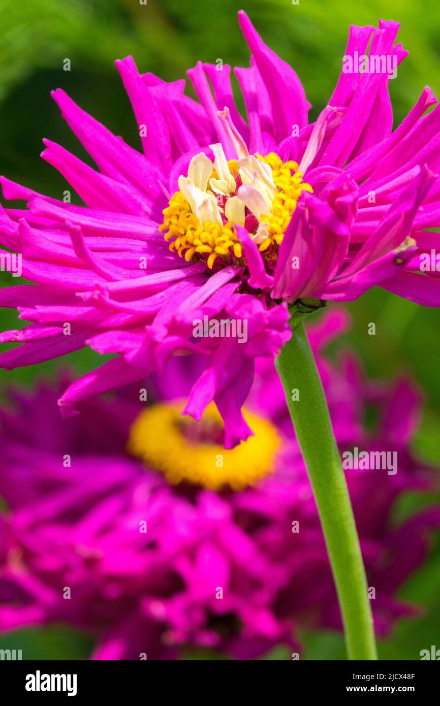 Zinnia „Purple Prince“, Blume, Porträt Stockfoto