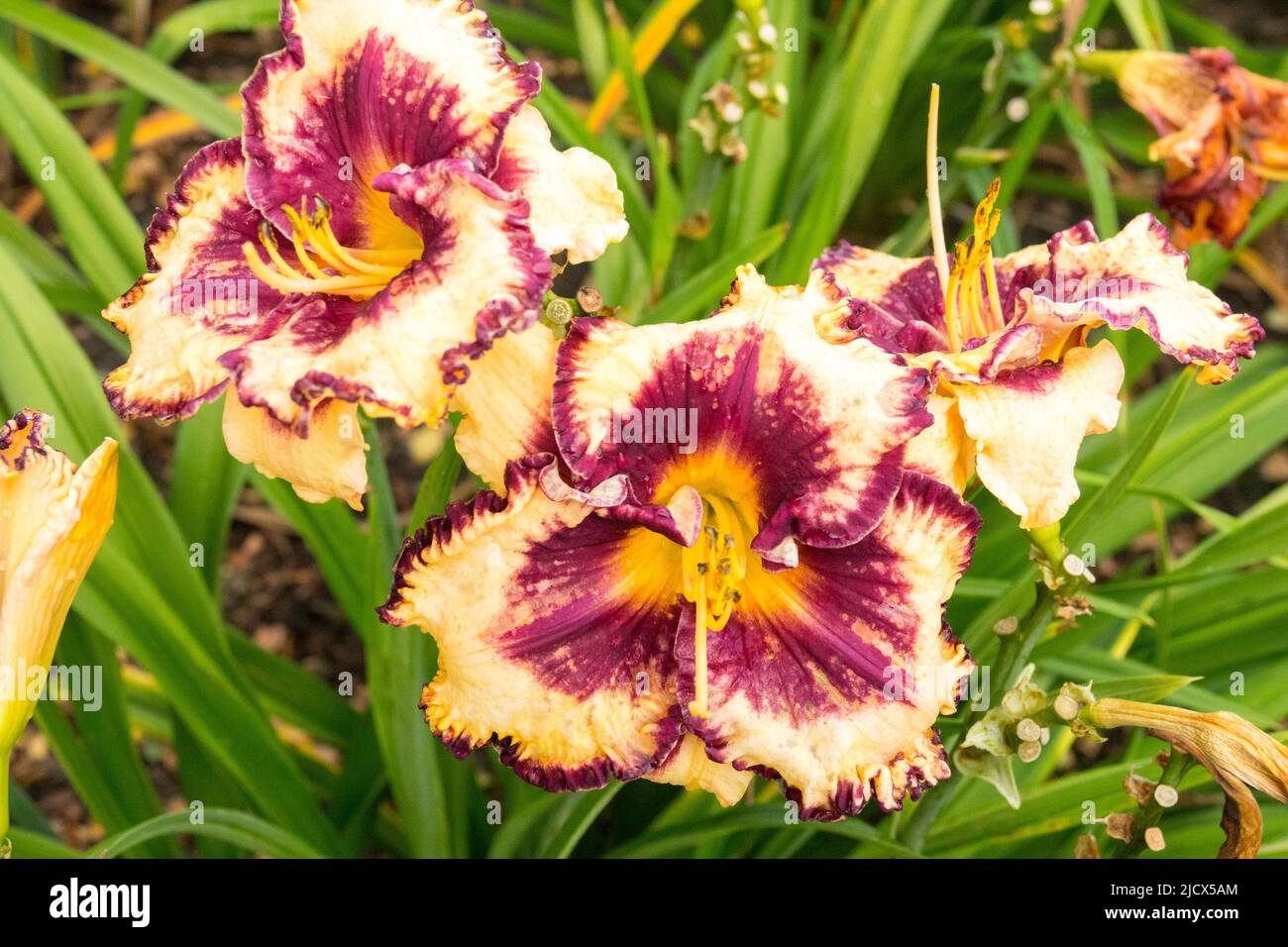 Schön, Daylily, Hemerocallis 'Open My Eyes' Stockfoto