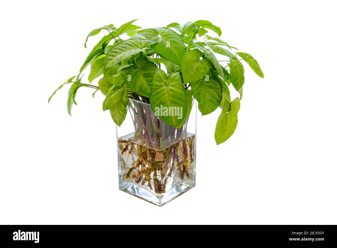 Bild einer Zimmerpflanze in einem Glas-Blumentopf syngonium Stockfoto