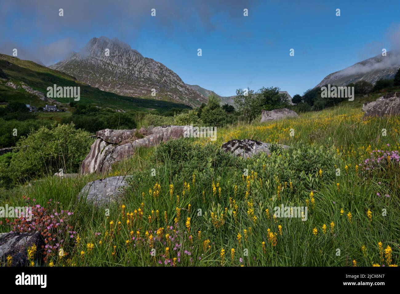 Wildblumen im Ogwen Valley mit Tryfan Beyond, Snowdonia National Park, Nordwales, Großbritannien, Europa Stockfoto