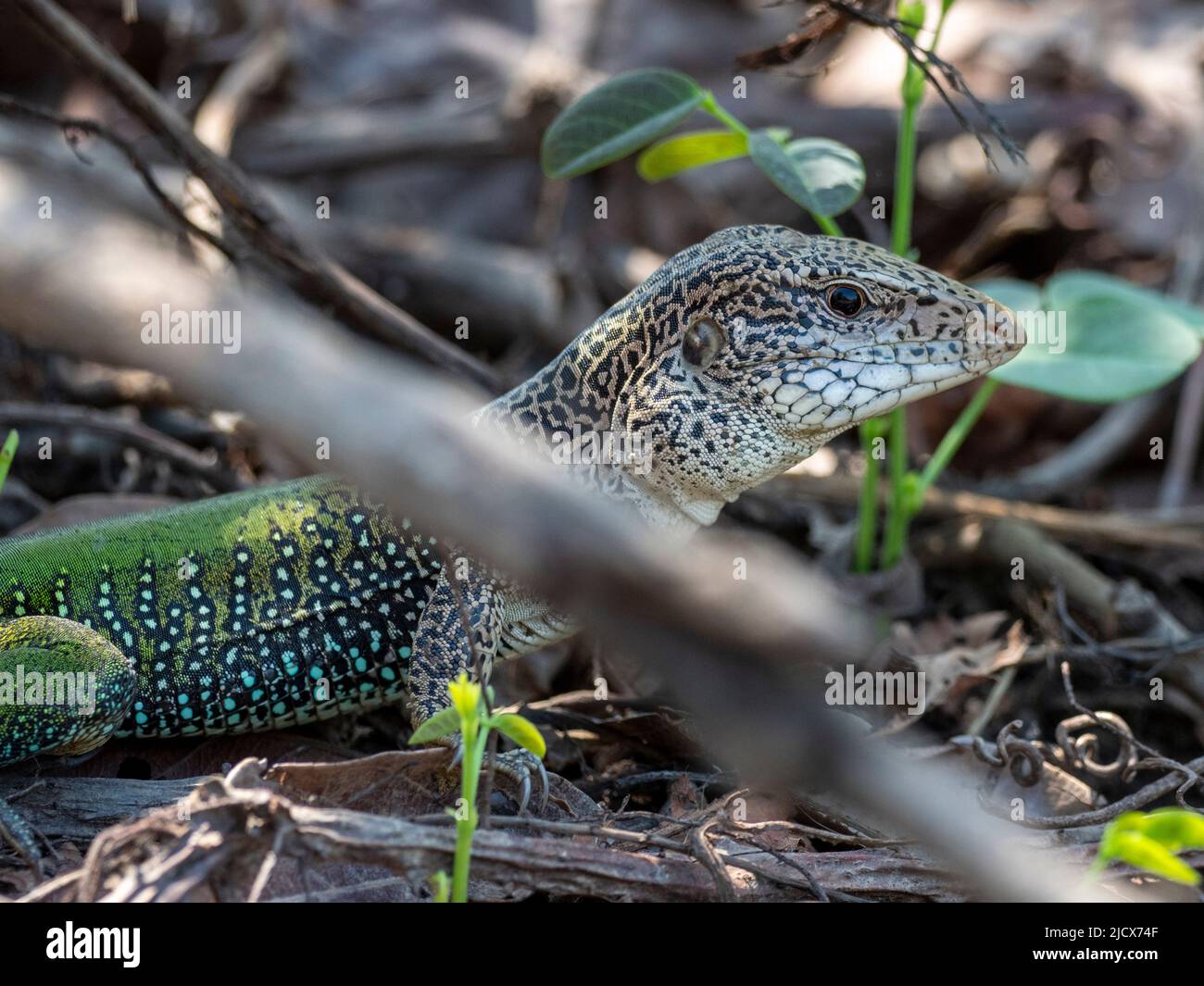 Erwachsener Amazonas-Whiptail (Ameiva ameiva), der sich in der Sonne bei Pouso Allegre, Mato Grosso, Pantanal, Brasilien, Südamerika sonnt Stockfoto