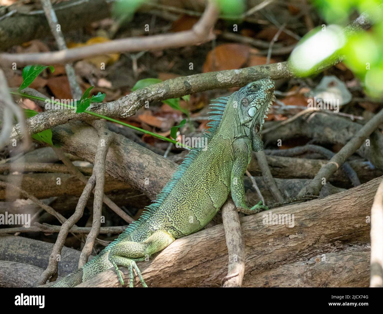 Adulter grüner Leguan (Iguana Leguan), der sich am Ufer des Rio Negro, Mato Grosso, Pantanal, Brasilien, Südamerika sonnt Stockfoto