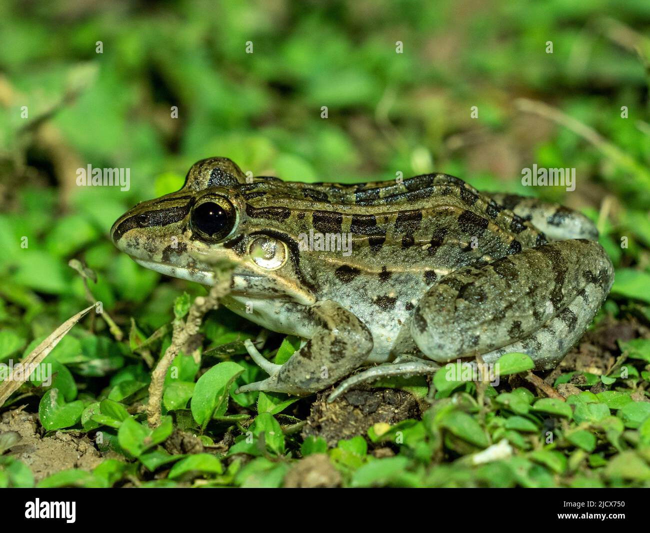 Erwachsener Frosch aus dem Orden Anura, Pouso Allegre, Mato Grosso, Pantanal, Brasilien, Südamerika Stockfoto